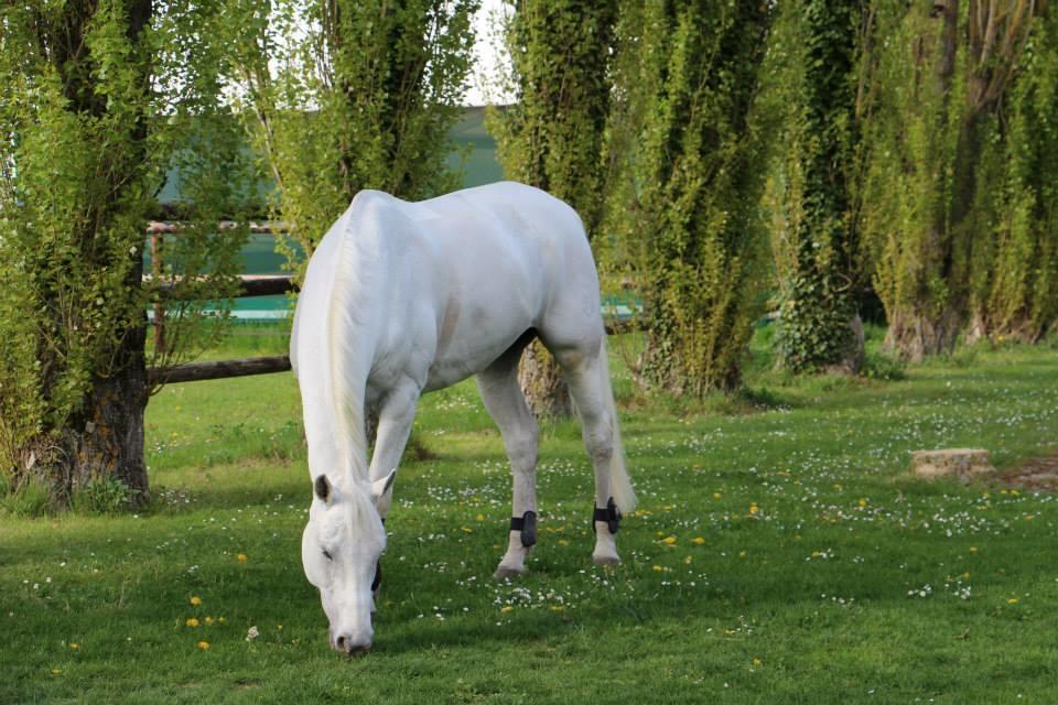 Le Domaine De Barbizon Hotel Saint-Martin-en-Biere ภายนอก รูปภาพ